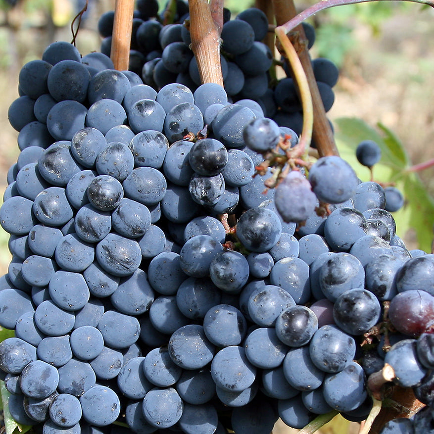 Wijnbox Sangiovese